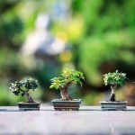 bonsai-Ilona-Ilyes-auf-Pixabay